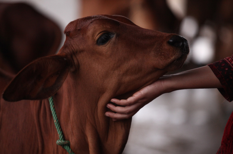 Gaushala Cow